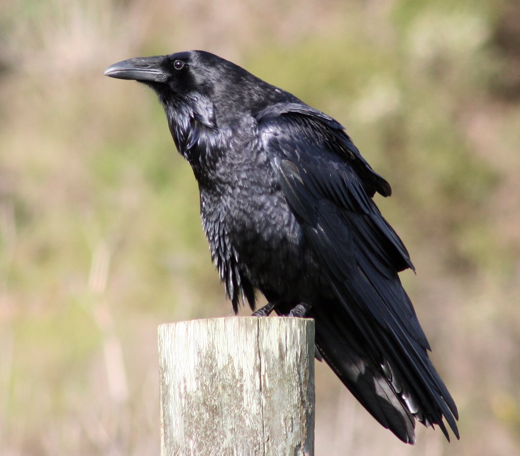 Le grand corbeau à la reconquête de la Bretagne EcoBretons