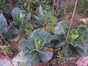 Pleumeur-Bodou - S'organiser dans l'espace et dans le temps au potager @ Eco-Centre du Trégor