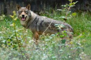 Domaine du Menez Meur, LOUPS D'HIER... LOUPS D'AUJOURD'HUI @ Domaine de Menez Meur