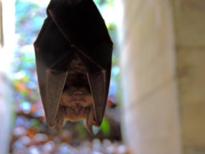 Plouézoc'h (29), La nuit des chauve-souris de Traon-Nevez @ Lieu-dit Traon Nevez
