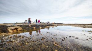 Plouguerneau (29), Petites bêtes au bord de l'eau @ Le Korejou