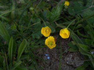 Morlaix (29), Balade nature le long de la voie verte @ Place des Otages