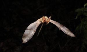 Pluherlin (56), Nuit internationale de la chauve-souris @ Le bourg - 56220 Pluherlin