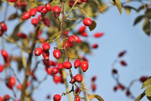Vannes (56) Atelier herboristerie "Les baies et les fruits sauvages" @ Bio Golfe