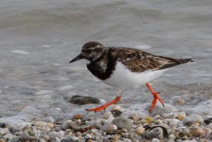 Locquirec (29), les oiseaux hivernant dans la baie de Locquirec