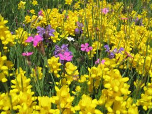 Rennes (35), Les tannins des plantes, de l’écologie à la santé // Conférence @ Espace des Sciences