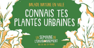 Rennes (35) - Connais tes plantes urbaines ! @ Centre ville de Rennes 35000
