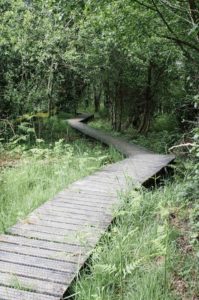 Commana (29), Balade plantes sauvages et comestibles @ La route du lin