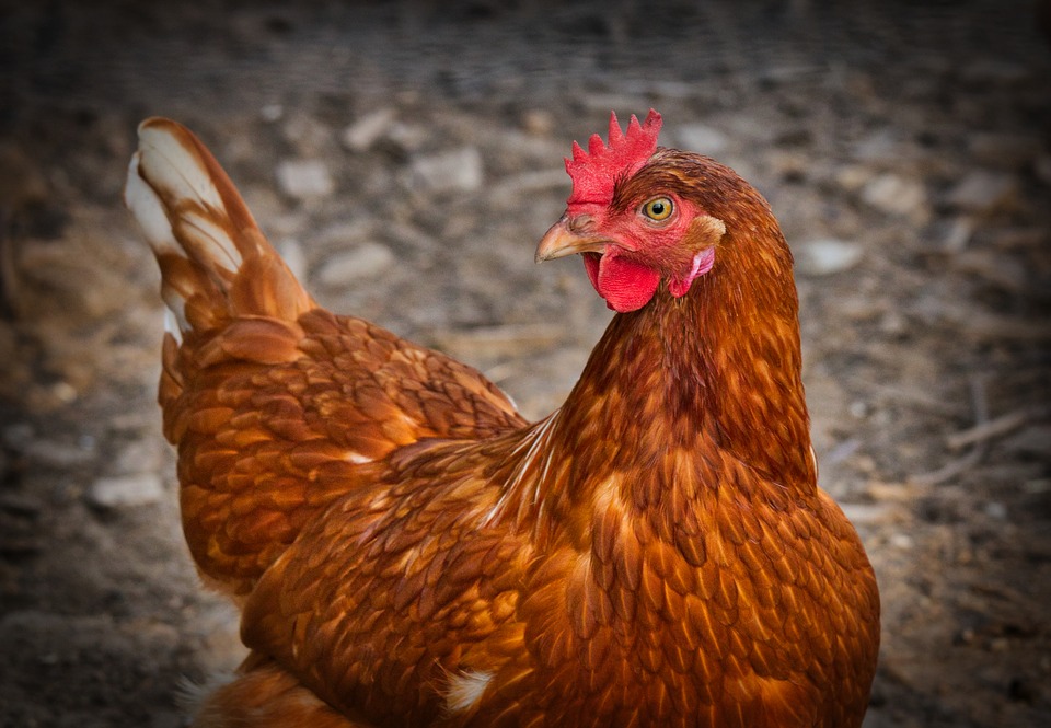 Défi Famille Zéro Déchets] Atelier « Des poules contre les 
