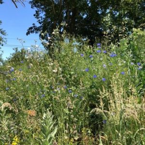 Rennes (35), Bienfaits des plantes sauvages
