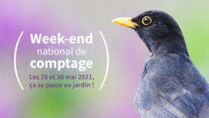 Comptage national des oiseaux des jardins